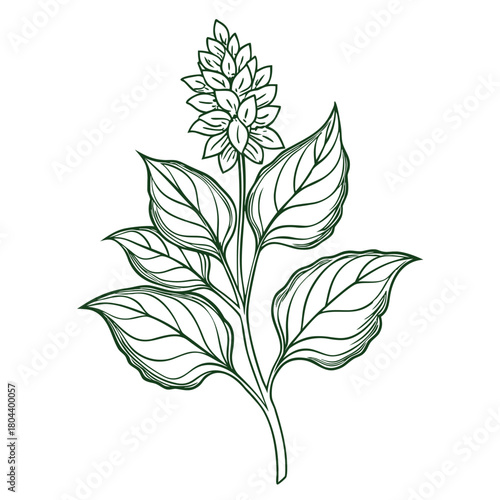 amaranthus flower line art with branch on white background