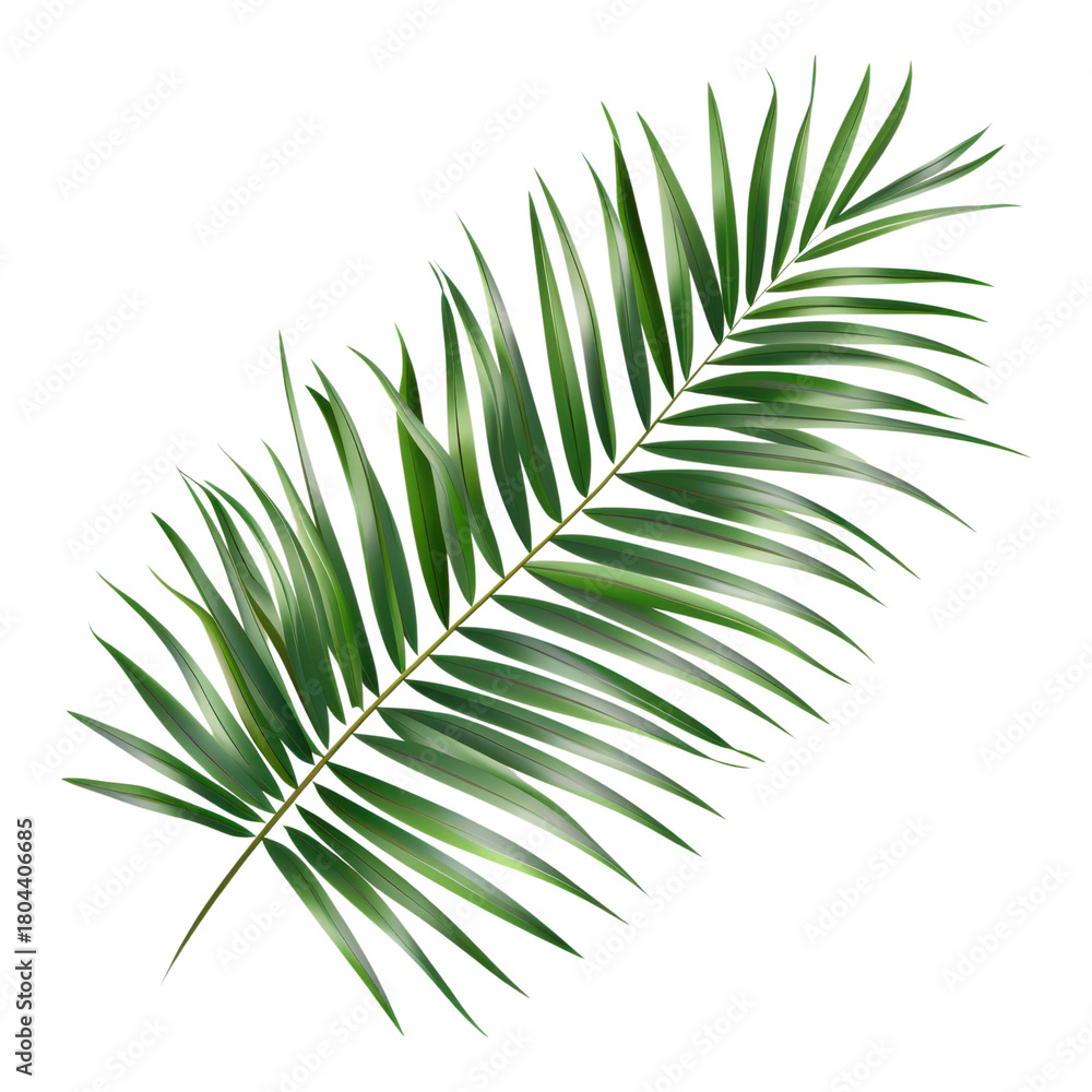 Fototapeta premium Palm leaf, green tropical foliage, palm tree branch, leafy palm frond isolated on Transparent Background