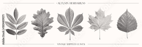 Set of autumn leaves: oak, maple, chestnut, birch, ash. Created with stipple texture. Suitable for botanical prints, seasonal artwork, digital scrapbooking, posters, and retro design projects.