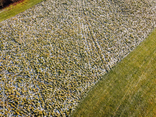 Tapeta Aerial view of a textured grassy field with patches of frost and vibrant green g