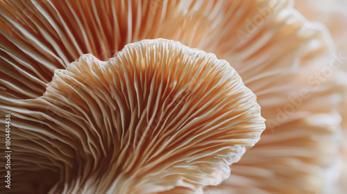 キノコの傘裏のヒダが織りなす幾何学模様 ― 生命が刻む自然のアート