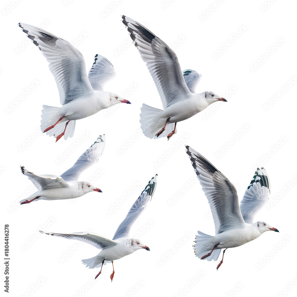 Obraz premium Seagulls flying gracefully in clear sky