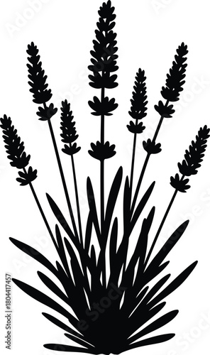 Lavender plant botanical silhouette vector illustration