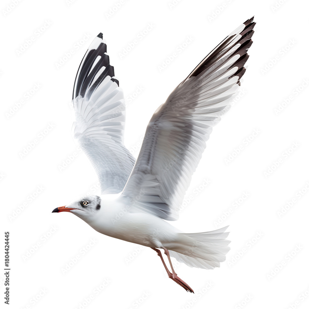 Fototapeta premium Bird soaring in the sky with outstretched wings
