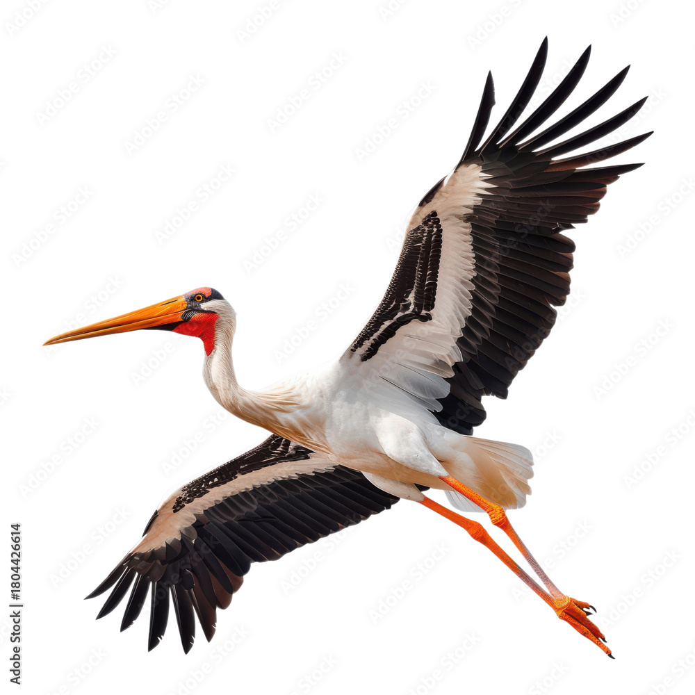 Fototapeta premium Majestic bird in flight with vibrant wings spread wide