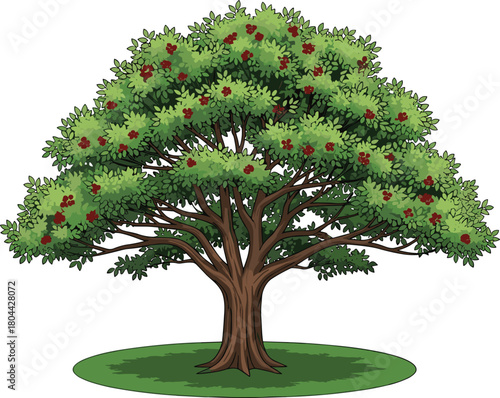 Large detailed green tree with red fruits and grass isolated on white background vector illustration.