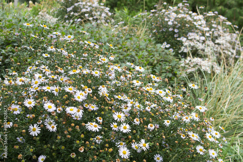 Light violet flowers of Michaelmas daisies or Symphyotrichum blooming in an autumn flower bed in October