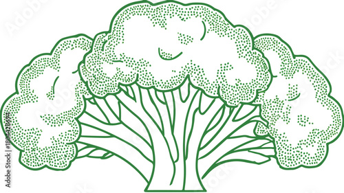 Broccoli Detailed Line Icon for Vitamin Food Vector Illustration