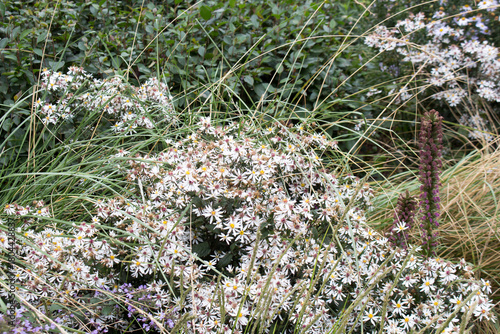 Light violet flowers of Michaelmas daisies or Symphyotrichum blooming in an autumn flower bed in October