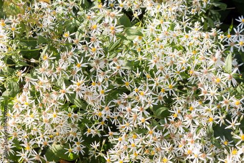 Light violet flowers of Michaelmas daisies or Symphyotrichum blooming in an autumn flower bed in October