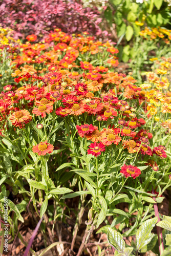 Autumn red-orange gelenium