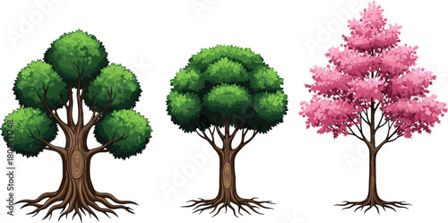 Vector set of green oak and pink sakura trees with roots isolated on white background.
