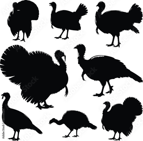Turkey silhouette icons set in various poses for wildlife, farm animal, hunting, Thanksgiving, seasonal design, and vector illustration