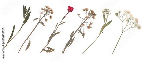 Fototapeta Naklejka Na Ścianę i Meble -  Collection of dried pressed wildflowers and stems for Scrapbook Collage Journal