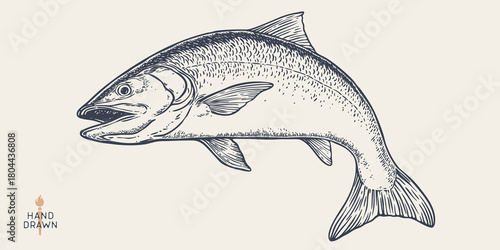 Salmon fish, seafood, sketch. Vintage retro print, seafood salmon fish sketch, sea life, ink pencil style drawing engrave old school sketch, hand drawn. Sketch artwork salmon fish. Vector Illustration