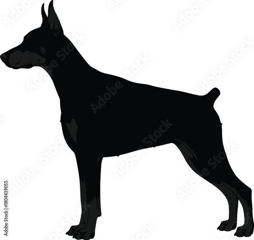 Black doberman pinscher silhouette standing guard dog pet animal breed eps