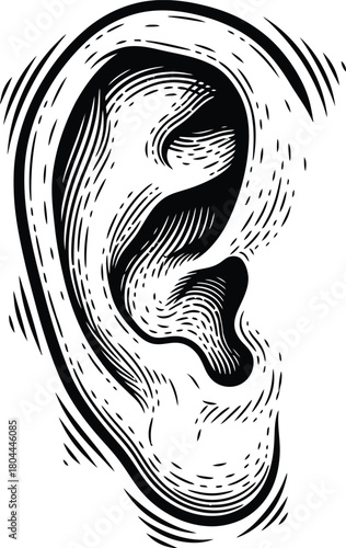 Ear anatomy illustration detailed black and white medical drawing art eps silhouette