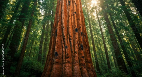 Giant redwood tree rising majestically in a dense forest with sunlit canopy creates a sense of awe