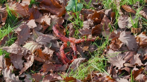 Devils Fingers Fungi in Leaf Litter