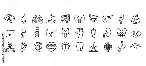 Medical organs line icon set. Vector pictograms of anatomy, body parts, kidney, bladder, pancreas, intestine, thyroid, pelvis, skeleton, joint, hand, nose, mouth, tongue, thin linear illustration.