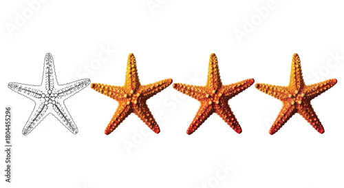 Starfish rating system, presented in three styles outline, silhouette, and full color