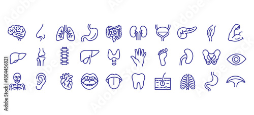 Medical organs line icon set. Vector pictograms of anatomy, body parts, kidney, bladder, pancreas, intestine, thyroid, pelvis, skeleton, joint, hand, nose, mouth, tongue, thin linear illustration.
