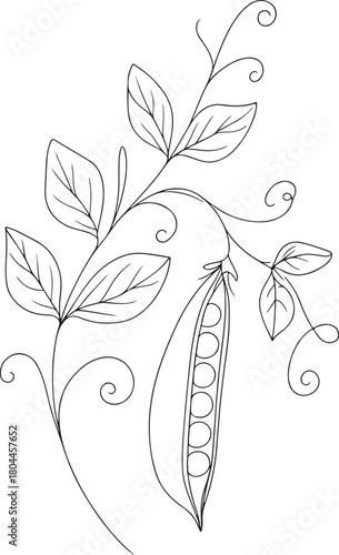 Detailed botanical illustration of a pea plant with pods and flowers silhouette
