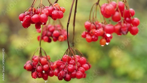 Fresh red berries glisten after rain in a vibrant garden