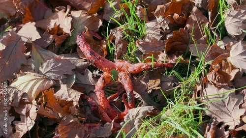 Devils Fingers Fungi in Leaf Litter