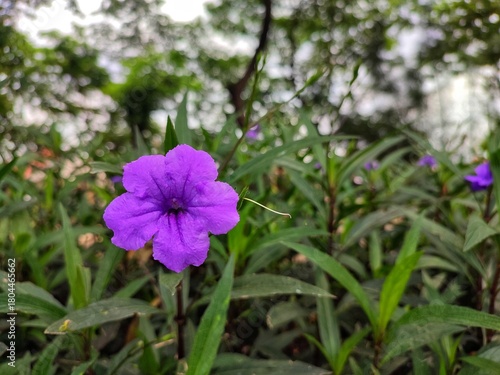 Purple flowers blooming close up in spring garden with green foliage blur background. Nature background.