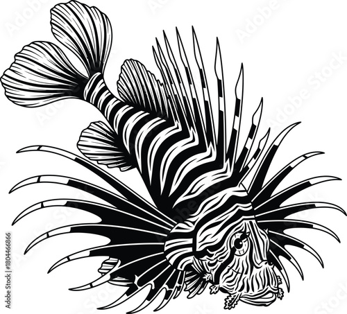 Lionfish vector illustration black and white tropical fish sea animal art eps silhouette
