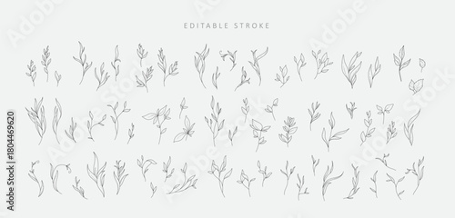 Set of detailed varios elegant branch with editable stroke. Hand drawn vector illustration, botanical elements for invitation, save the date