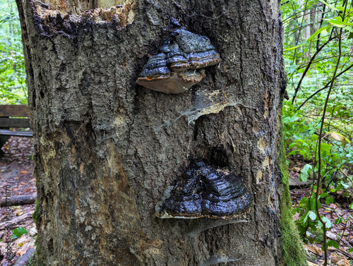 Baum, Pilz, Baum Pilz, Baumstamm, Wald, Herbst