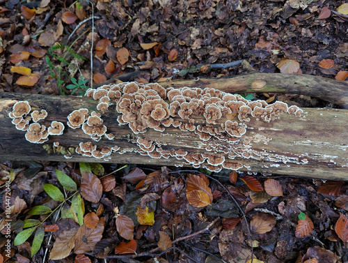 Baum, Pilz, Baum Pilz, Baumstamm, Wald, Herbst