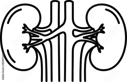 Kidney health illustration human organ renal system medical anatomy art eps silhouette