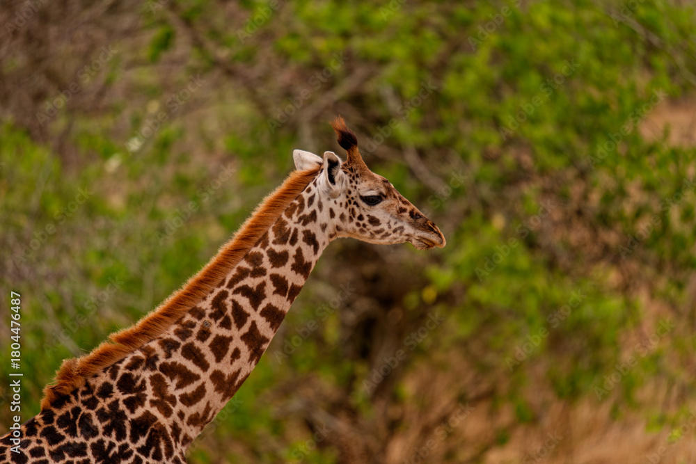 Obraz premium Close-up profile of a giraffe in green woodland savanna, Tarangire National Park, Tanzania, East Africa.