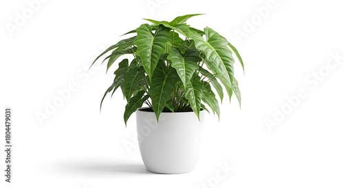 A vibrant green philodendron plant in a white pot against a clean white background in a studio shot