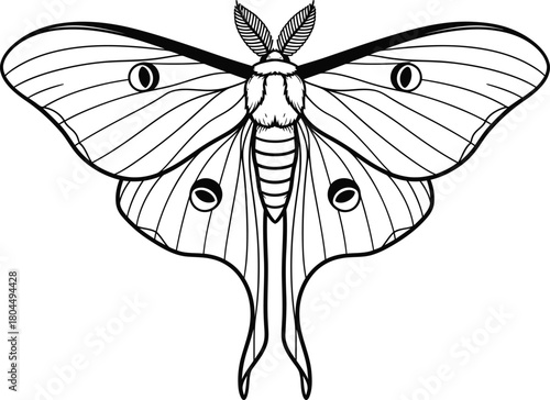 Luna moth vector illustration black and white insect drawing outline art eps silhouette