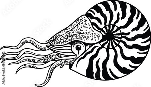 Nautilus shell drawing black and white cephalopod illustration vector eps silhouette