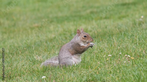 Squirrel eats walnuts in Monza park, Lombardy, Italy
