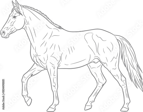 Horse line art drawing illustration equine outline animal design vector eps silhouette