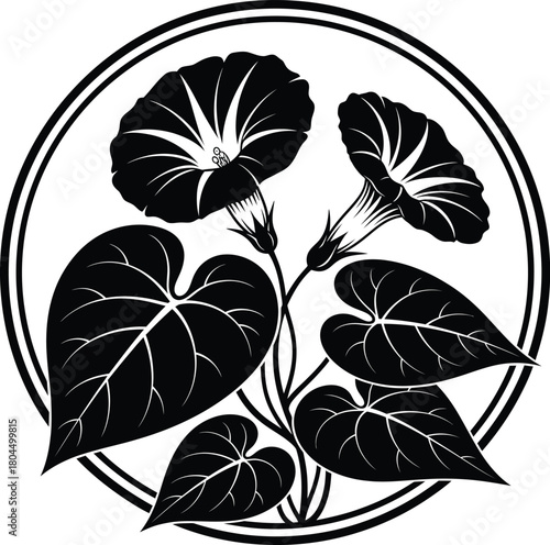 Black and white morning glory flower vector illustration design art eps silhouette