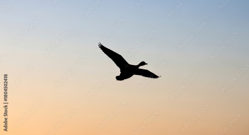 Naklejka premium Silhouette of a bird in flight against a gradient sky at sunset.