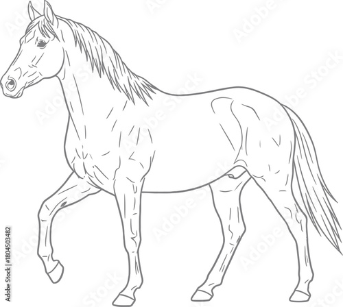 Horse outline drawing equine illustration animal sketch line art design eps silhouette