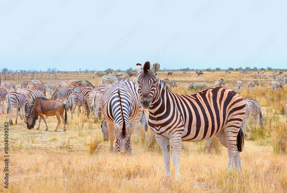 Obraz premium Zebra standing in yellow grass on Safari watching, Africa savannah - Etosha National Park, Namibia