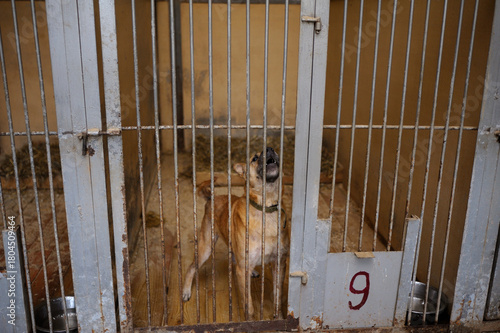 Animal abuse. Aggressive stray dog snarling behind bars in the aviary. Municipal shelter