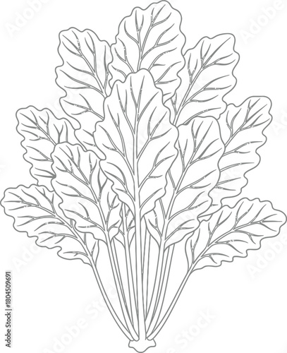 Collard greens vector illustration outline drawing healthy food diet eps silhouette
