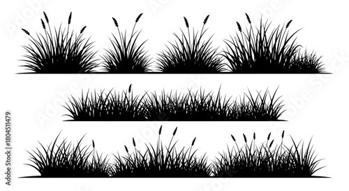 Silhouettes of tall grasses and reeds on white background