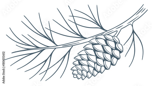 Pine cone on a branch simple line art illustration isolated on white background for nature designs