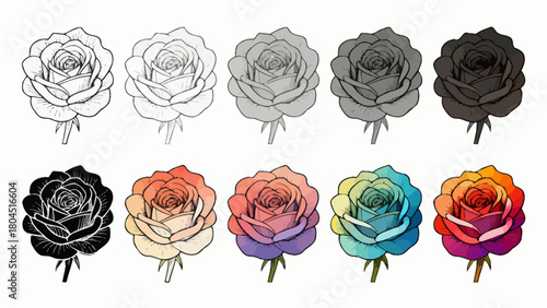 The process of drawing a rose from line drawing to a complete draft, hand-drawn vector illustration